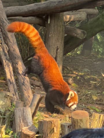 Red panda in warm, hazy light, AI edit
