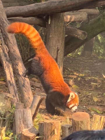 Red panda in warm, hazy light, Original